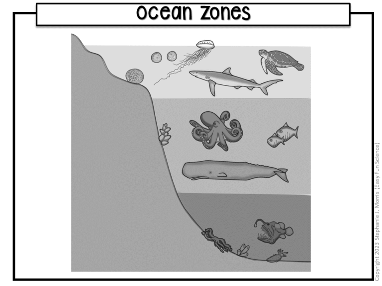 Ocean Zones Diagram | Made By Teachers
