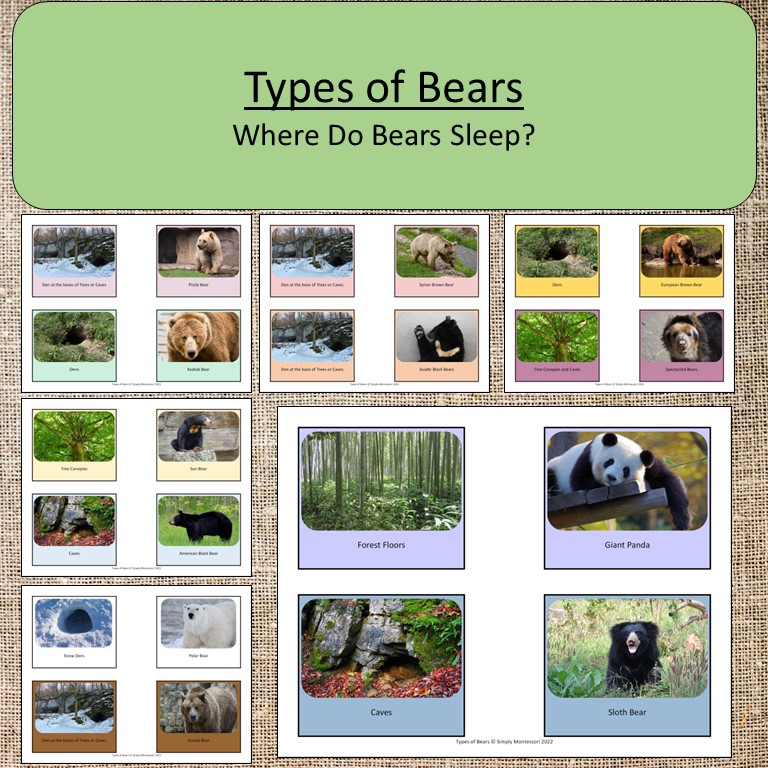 Types of Bears Habitats, Food, Continents, Predators Montessori Preschool | Made By Teachers Types of Bears Habitats, Food, Continents, Predators Montessori Preschool | Made By Teachers