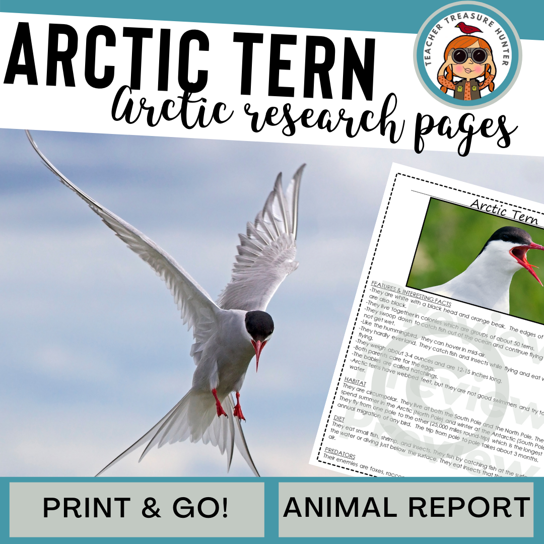 Arctic Tern Animal Research Page for research and writing animal ...