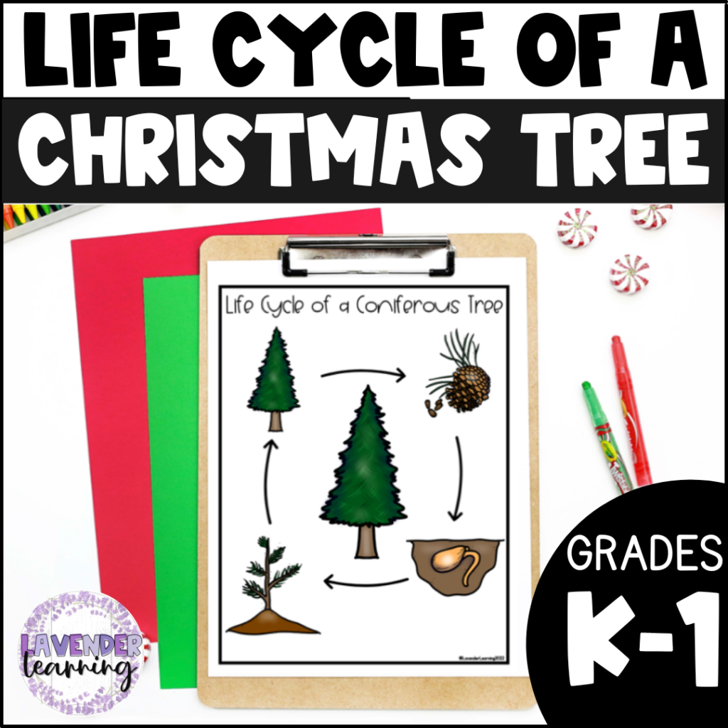 Life Cycle of a Christmas Tree Activities, Worksheets, Booklet