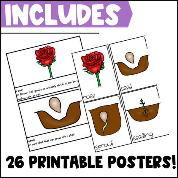 Life Cycle of a Rose Activities, Worksheets, Booklet, Posters Rose