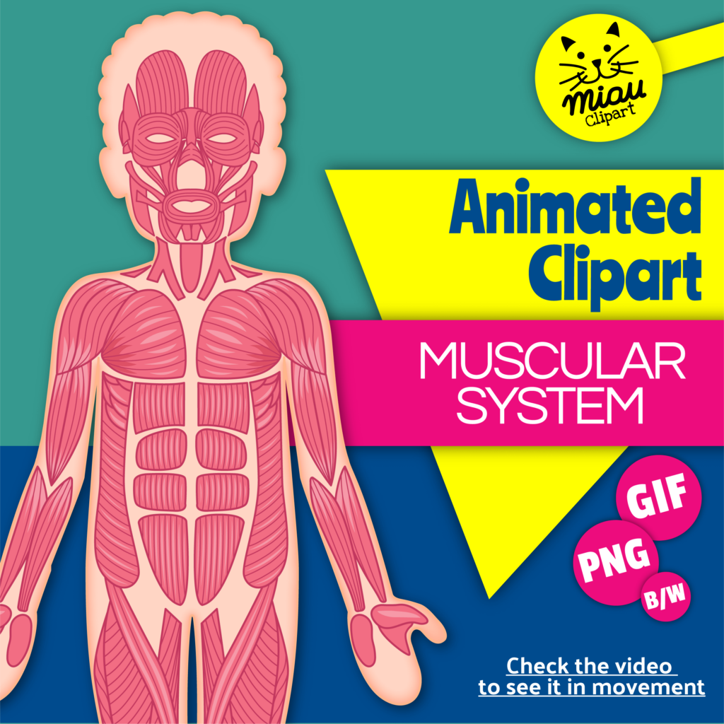 muscular-system-clipart-organs-anatomy-human-body-gif-and-png