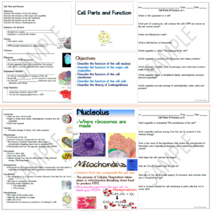 Cellular Structure and Function NO PREP Unit Bundle | Made By Teachers