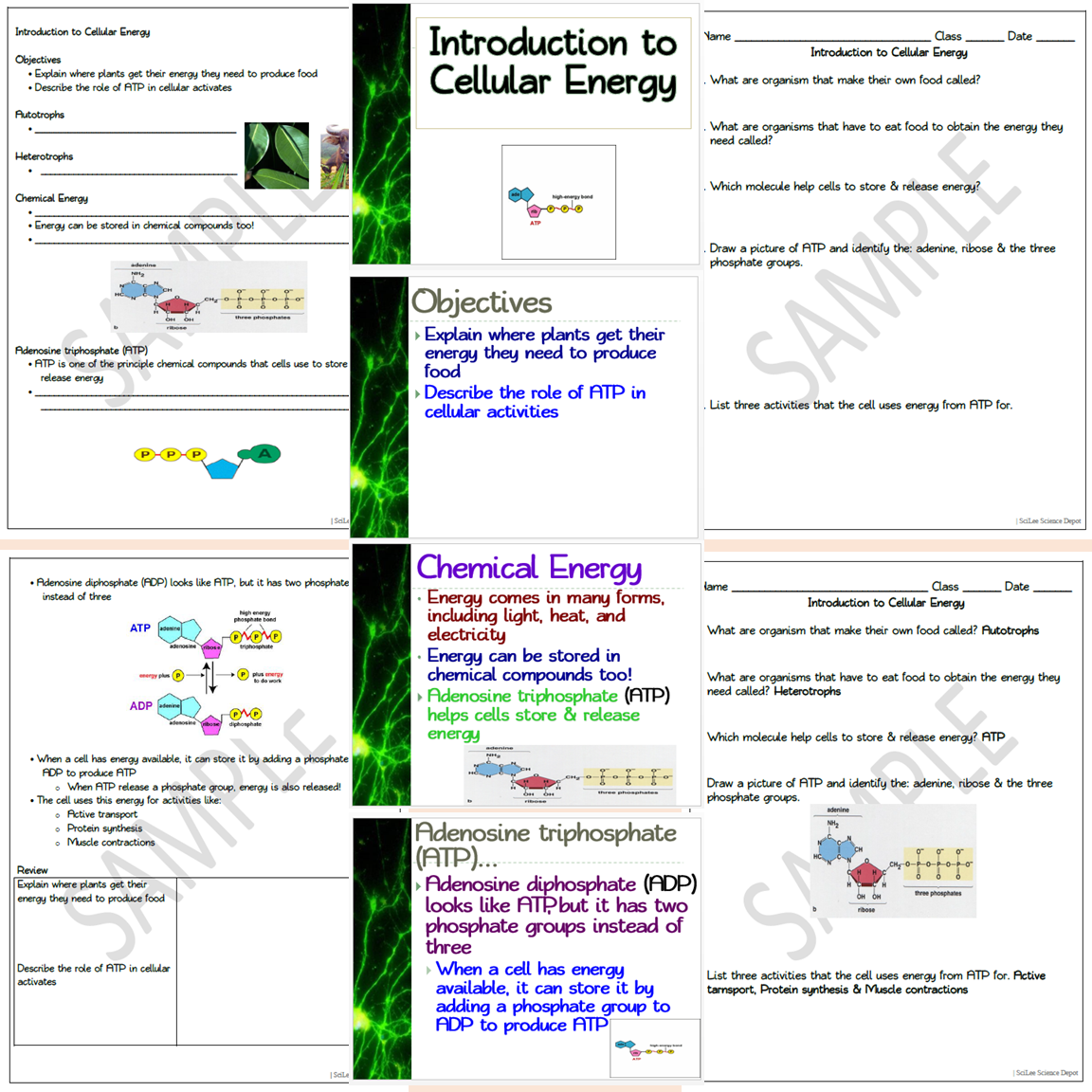 Introduction to Cellular Energy: PowerPoint & Worksheet | Made By Teachers