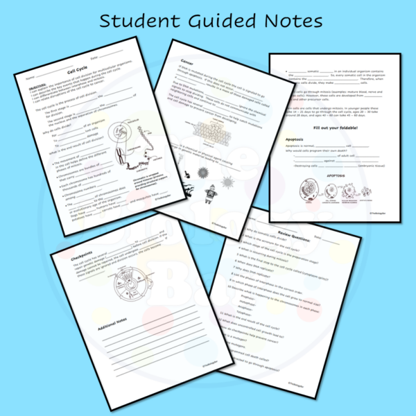 Cell Cycle Mitosis Foldable and Notes - Made By Teachers