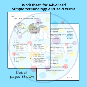 ESL Biology and SPED Cell Cycle Mitosis Worksheet | Made By Teachers