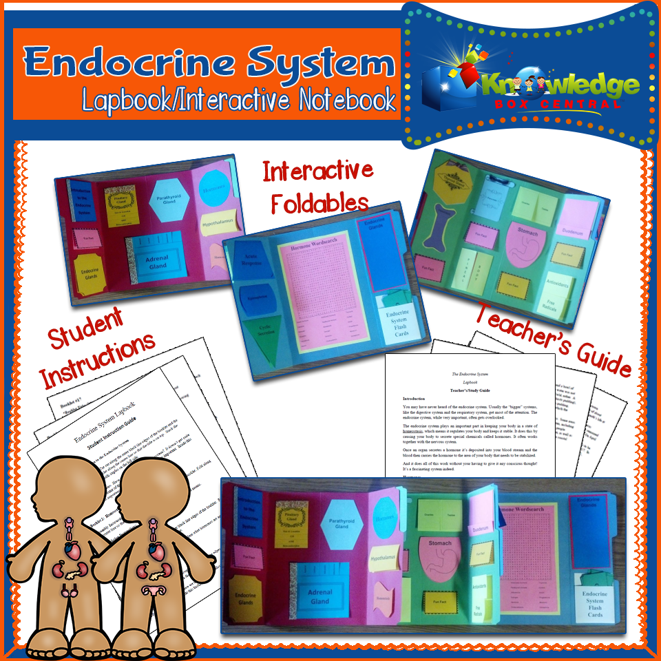 Endocrine System Lapbook / Interactive Notebook