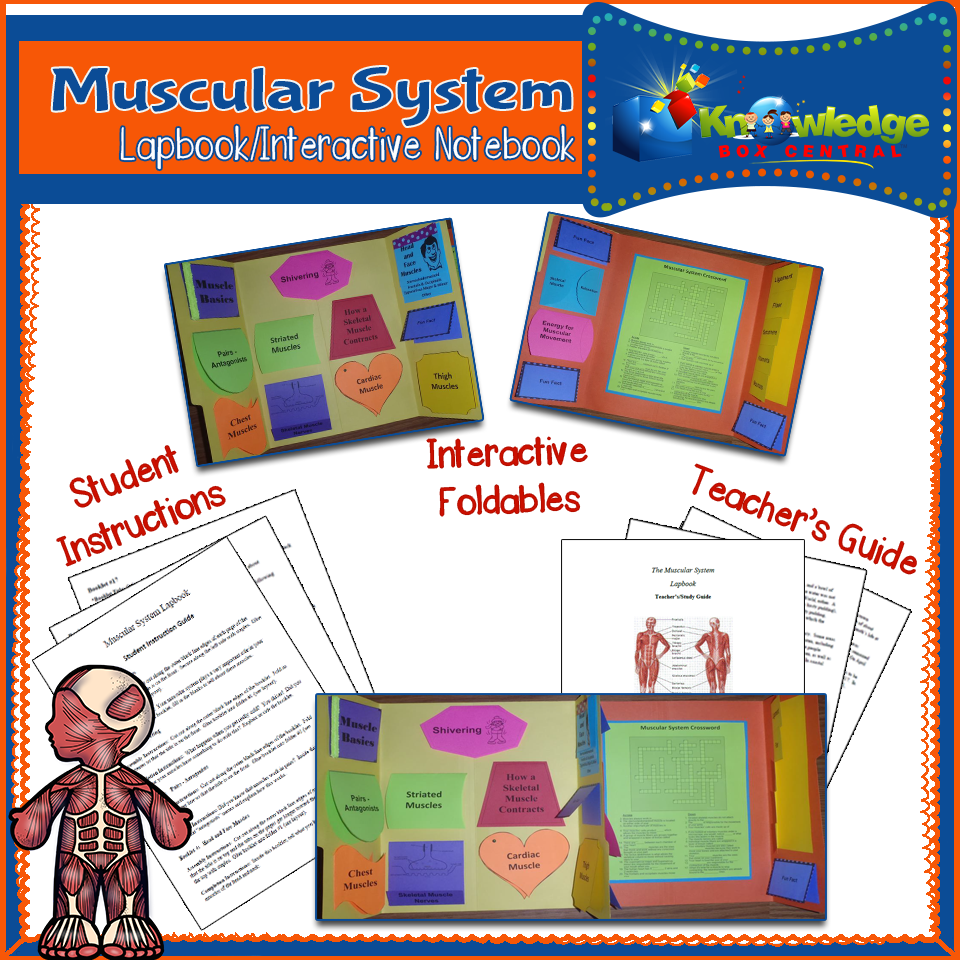 Muscular System Lapbook / Interactive Notebook