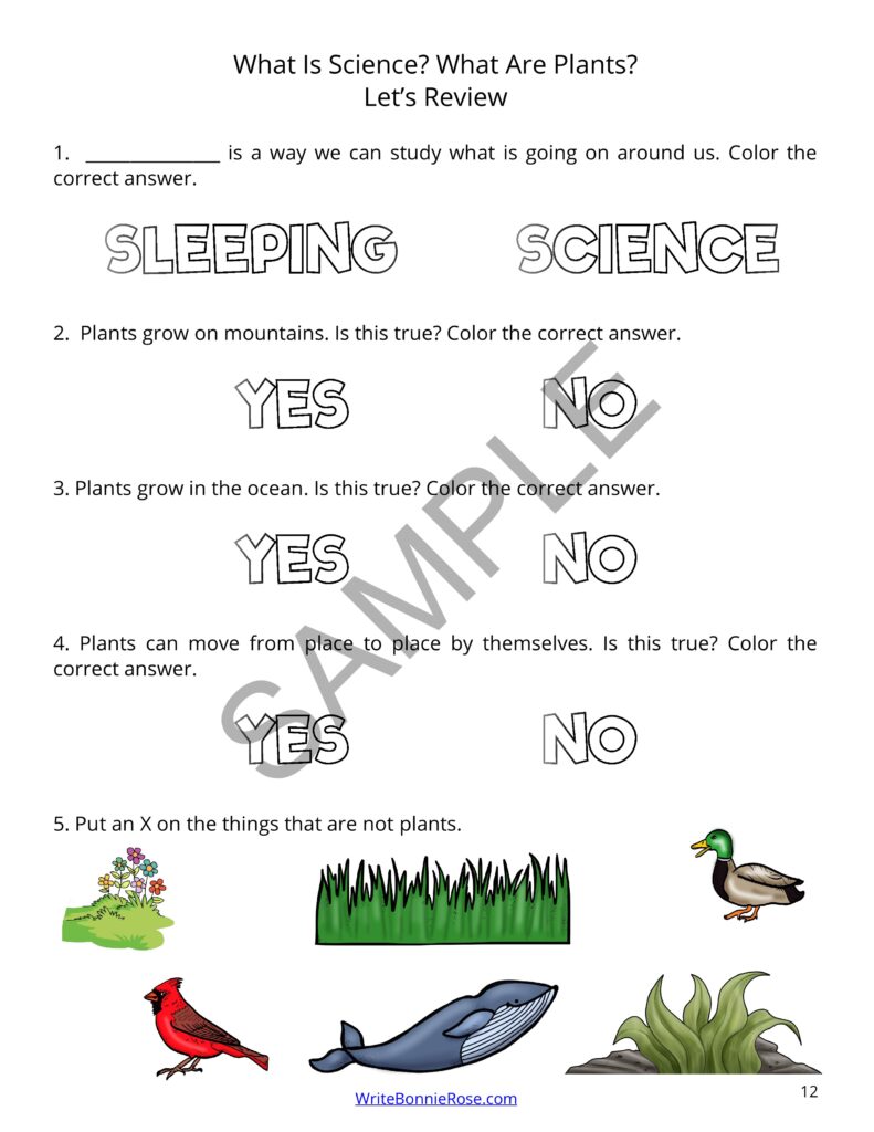 Learning About Science for Young Learners Plants Made By Teachers