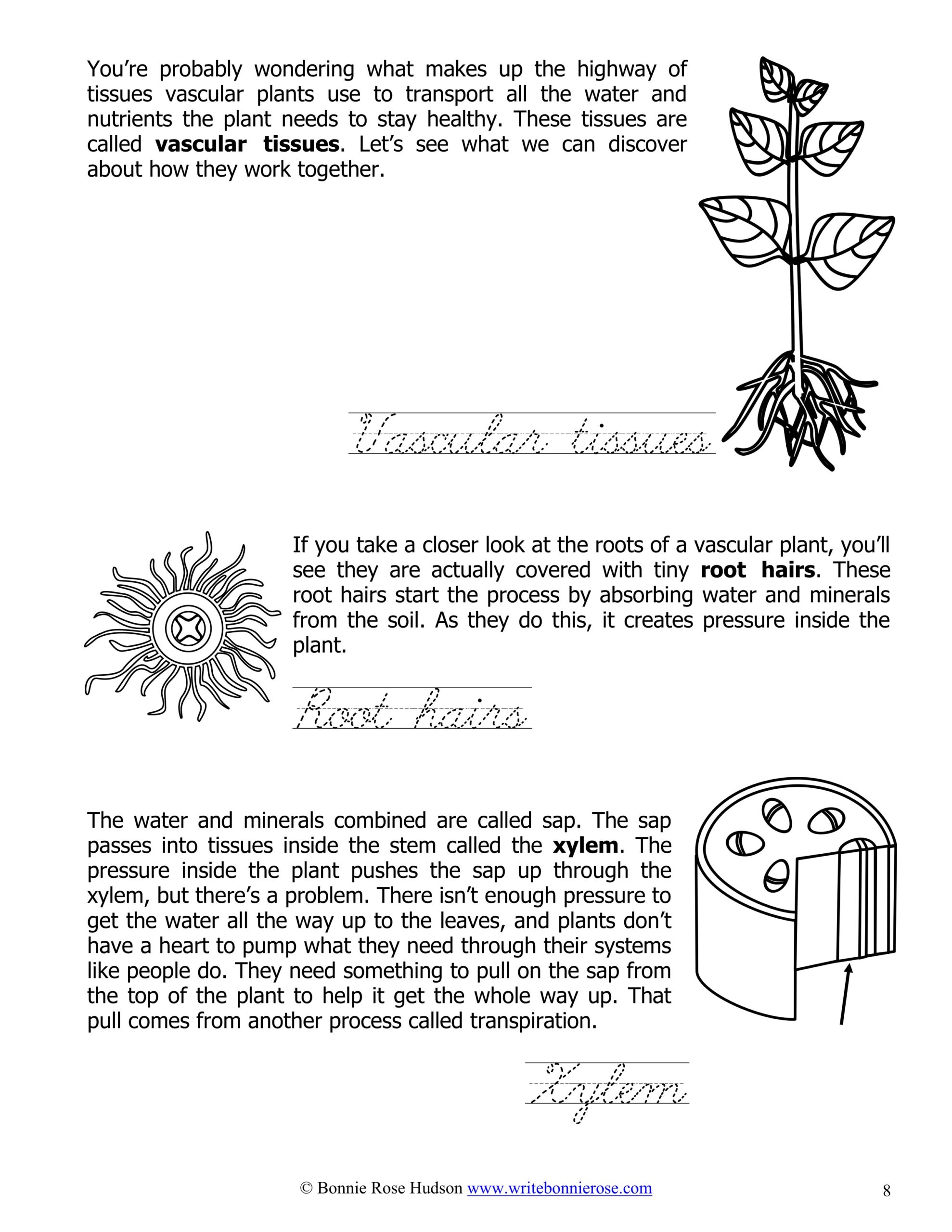 What's Going on Inside Plants?Learning About Science, Level 3 Cursive