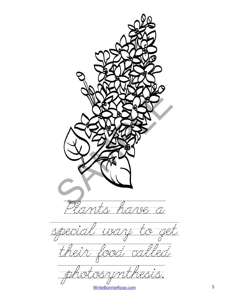 Learning About Photosynthesis Coloring Book-Level C | Made By Teachers