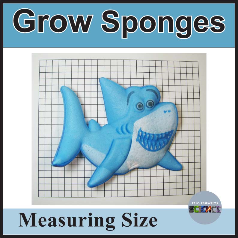 Absorbing Water Activities Will Beans Seeds Absorb Water Grow Sponges