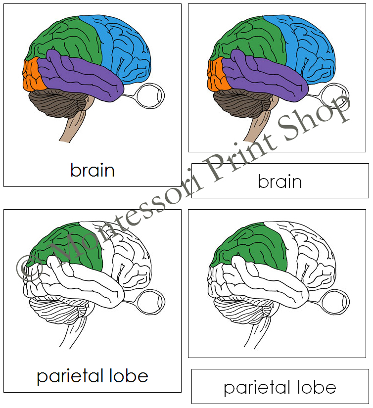 Parts of a Human Brain 3Part Cards Montessori Nomenclature Made By