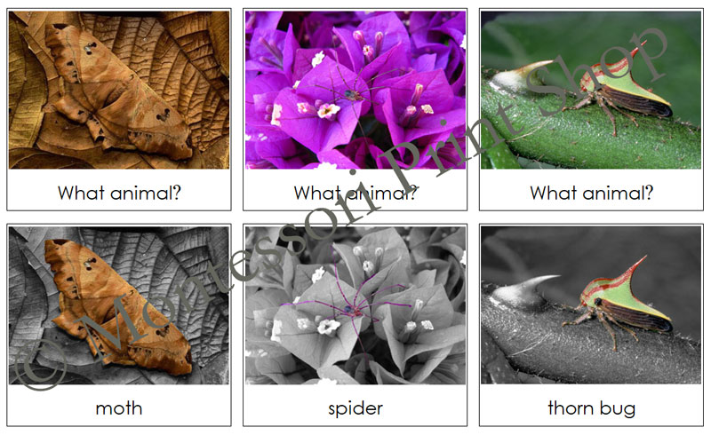 Animal Camouflage Matching Cards (Set #3) - Zoology | Made By Teachers