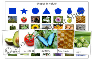 Shapes in Nature Sorting Cards & Control Chart - Primary Geometry ...