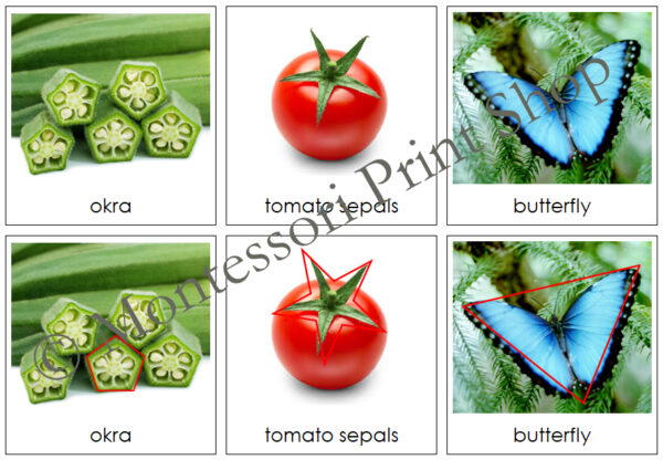 Shapes in Nature Sorting Cards & Control Chart - Primary Geometry ...