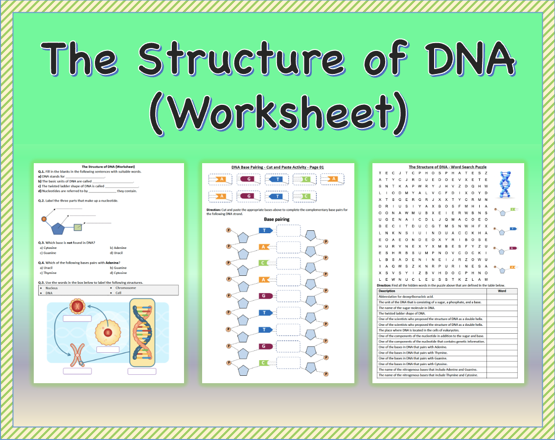 The Structure Of DNA Worksheet Printable And Distance Learning
