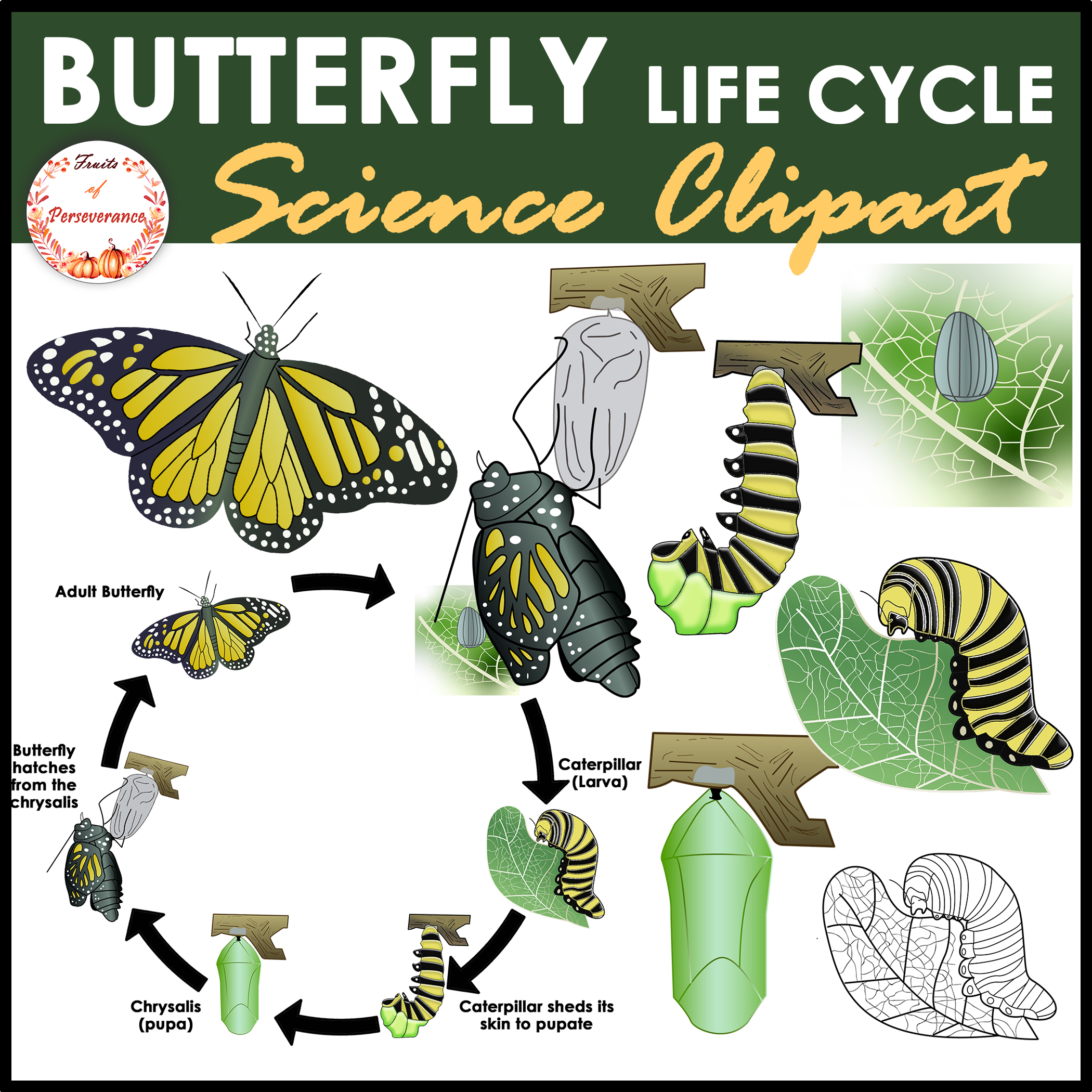 Butterfly Life Cycle Clipart At Gansonnyblog Blog