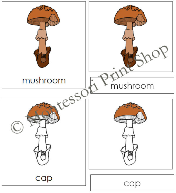 Parts of a Mushroom 3-Part Cards - Montessori Nomenclature - Made By ...