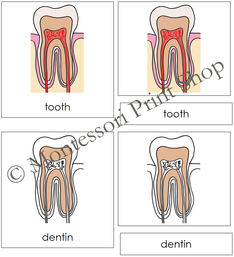 Parts of a Tooth 3-Part Cards - Montessori Nomenclature | Made By Teachers