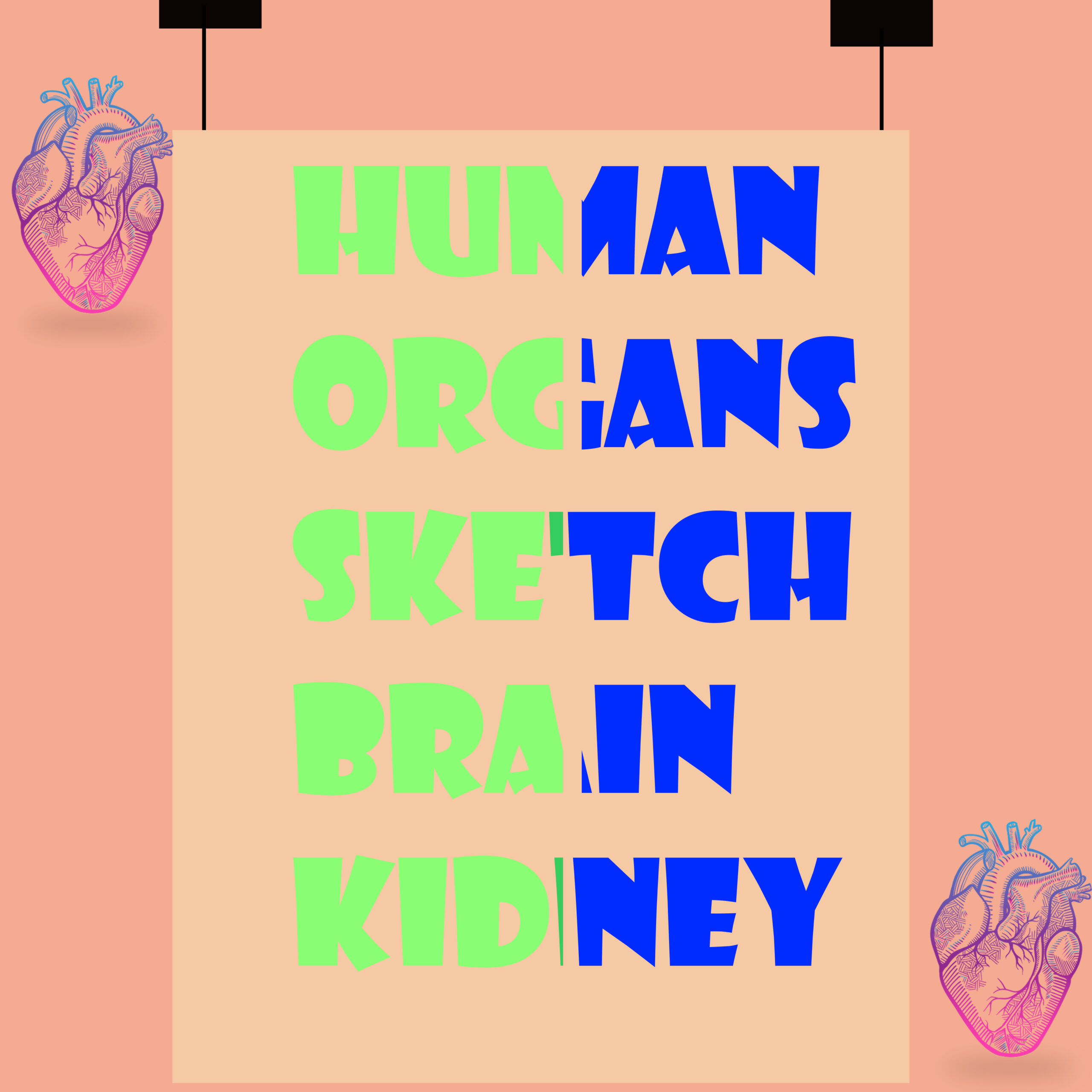 Human organs sketch Brain kidney
