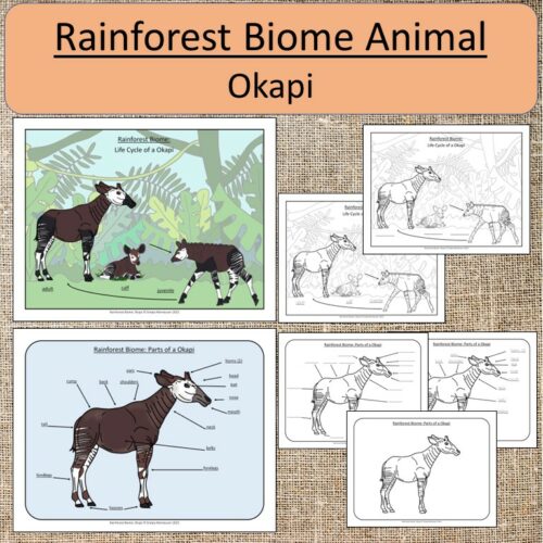 Rainforest Biome Animal Okapi Study Montessori Made By Teachers