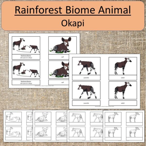 Rainforest Biome Animal: Okapi Study Montessori | Made By Teachers