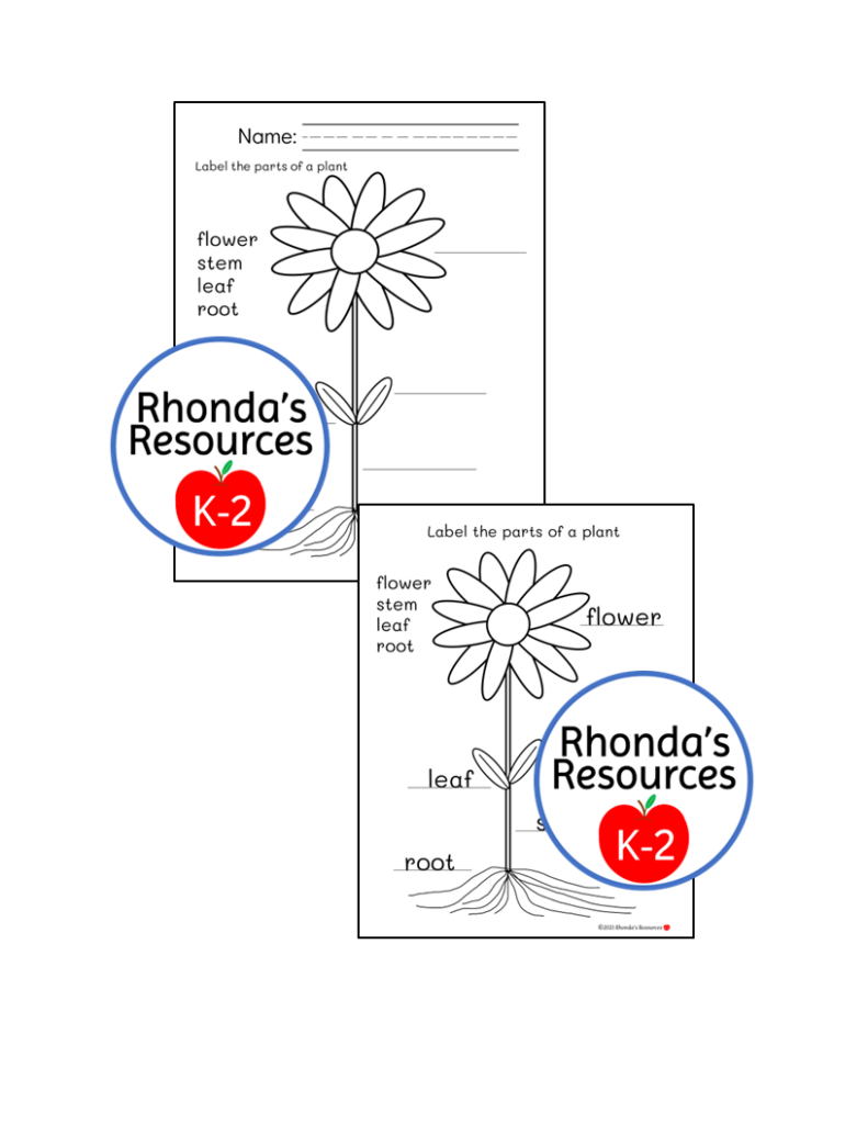 Label Parts of a Plant Posters Worksheets Activities | Made By Teachers