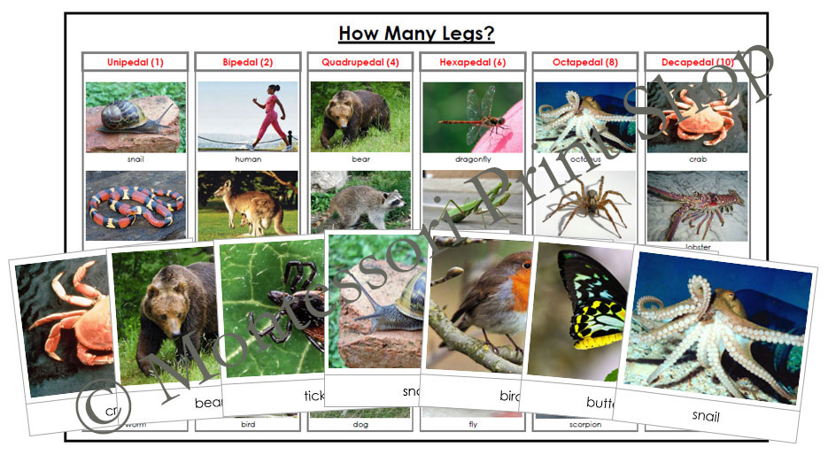 Animal Movement How Many Animal Legs? Sorting Cards & Control Chart
