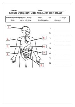 Science Worksheet: Label The Major Organs Of The Human Body | Made By  Teachers