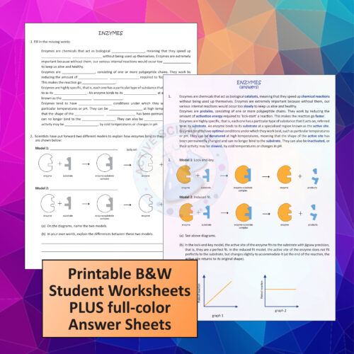 Enzymes as biological catalysts (printable worksheets) US Edition