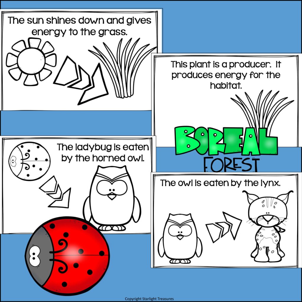 Boreal Forest Food Chain Mini Book for Early Readers Food Chains Made By Teachers