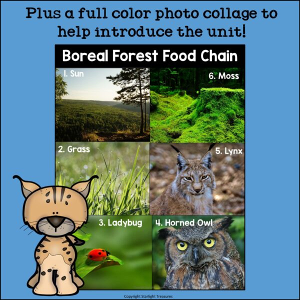 Boreal Forest Food Chain Mini Book for Early Readers Food Chains