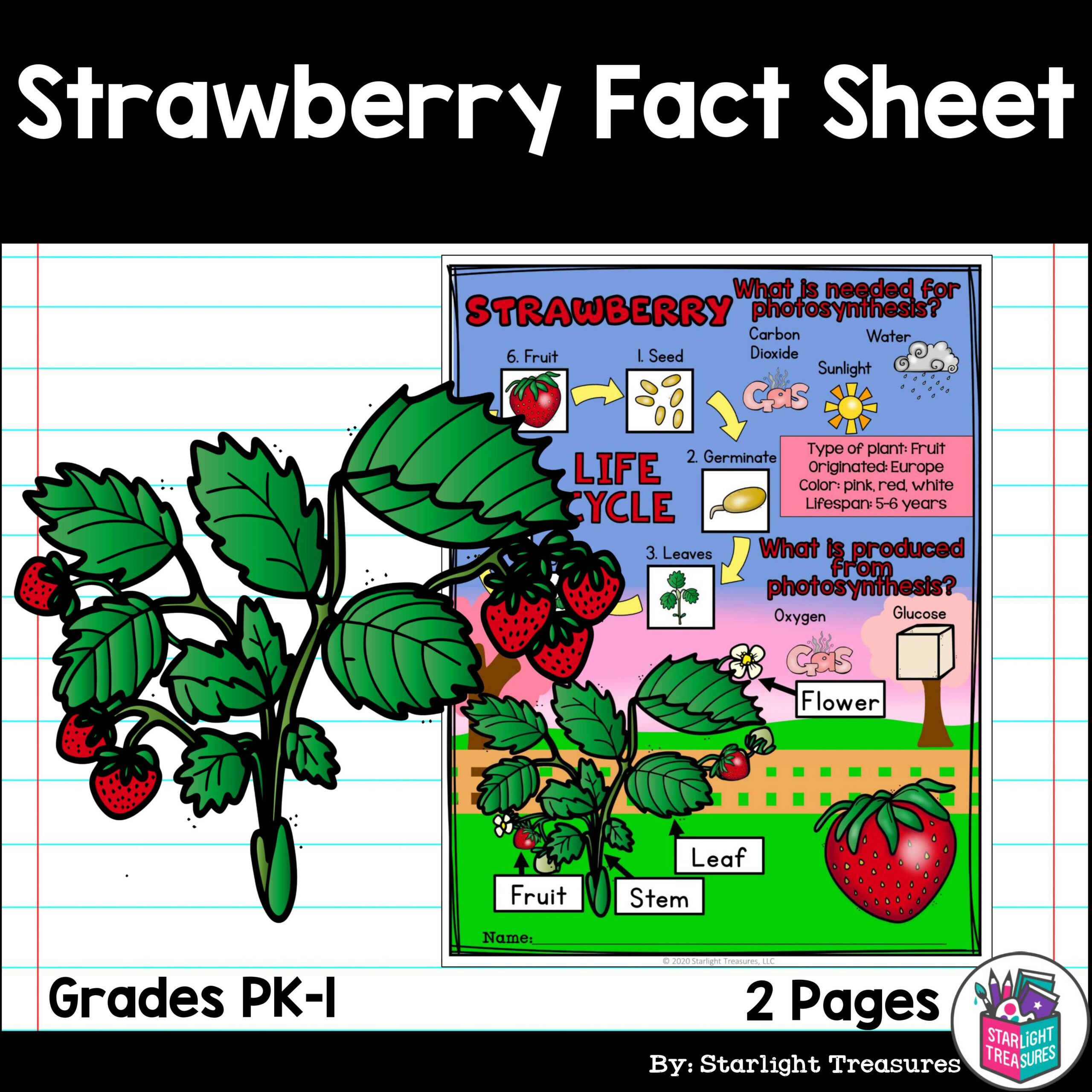 hawthorn berry plant for sale Washington Hawthorn Plant – Buy Now! – Ladybird Nursery main image 1