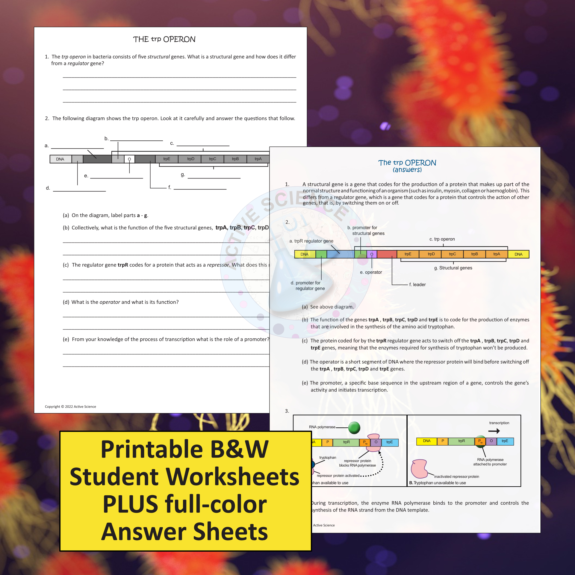 The trp Operon: gene regulation in bacteria (US edition) | Made By Teachers