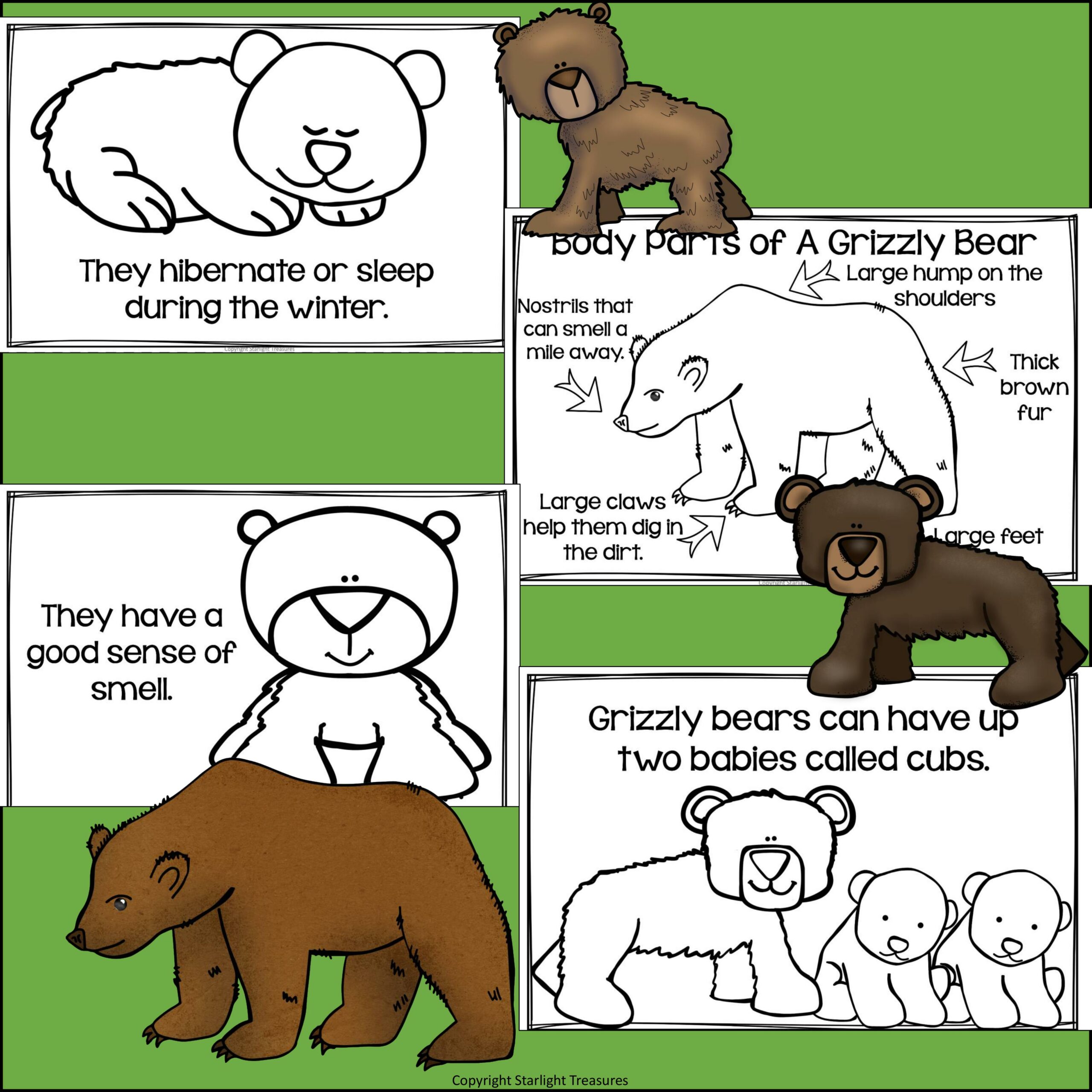 Grizzly Bears Mini Book for Early Readers - Animal Study | Made By Teachers