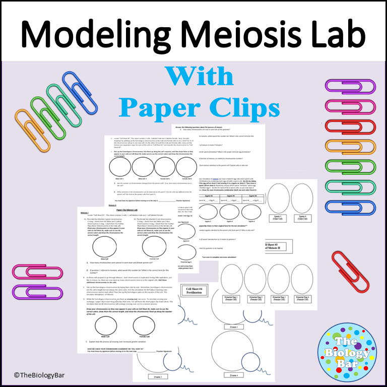 Meiosis Lab Modeling with Paper Clips Made By Teachers