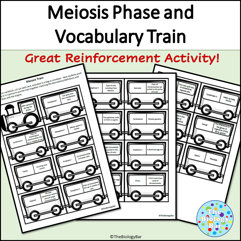 Meiosis Phases and Vocabulary Train