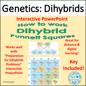 Dihybrid Punnett Squares Instructions Interactive PPT