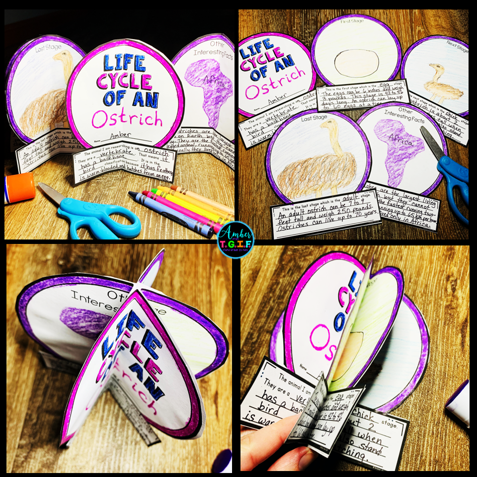 Animal Life Cycle Research Science Craft Life Cycle of any animal project Made By Teachers