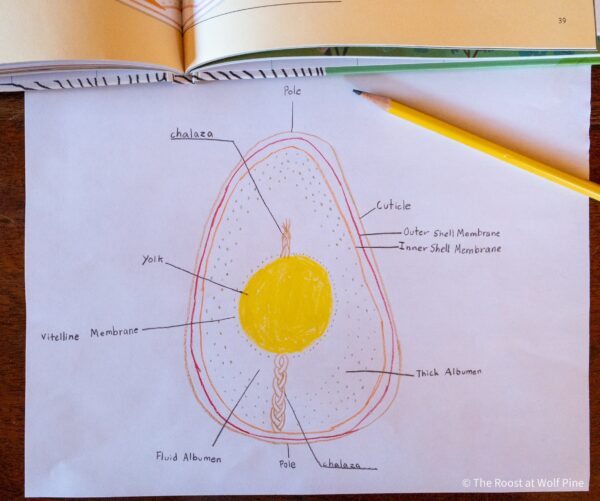 Chicken Unit Study, Backyard Chickens, Homeschool, Homeschool ...