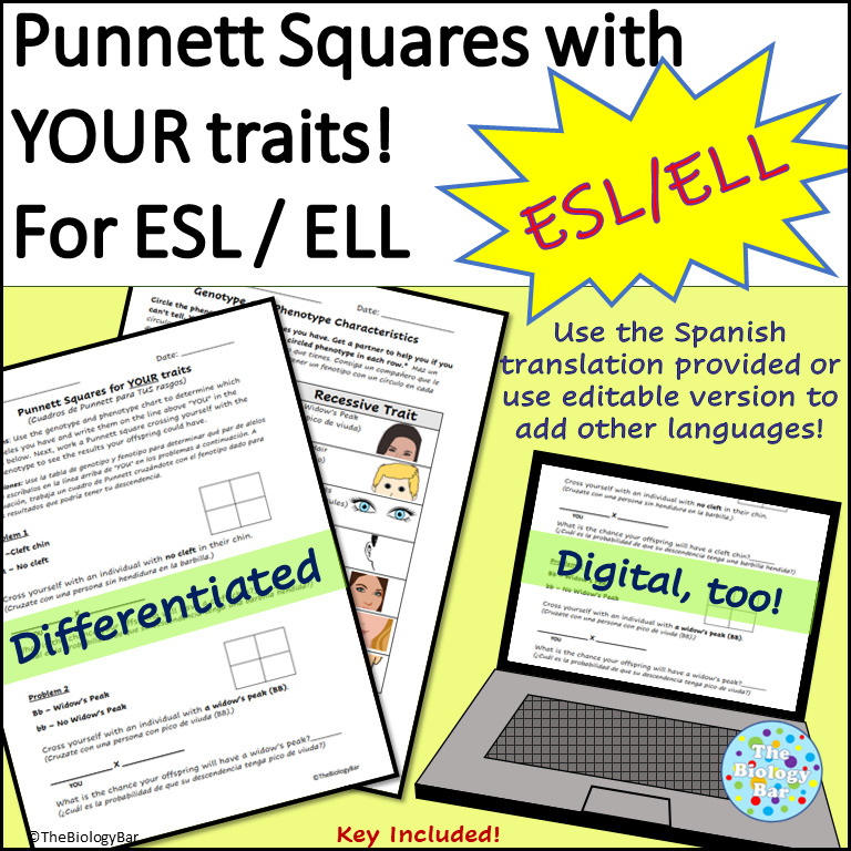 ESL Biology Punnett Squares With Student Traits