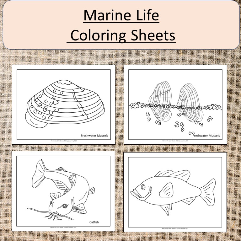Marine Life Animals Color Sheet Pages Art Ocean Shark Made By Teachers