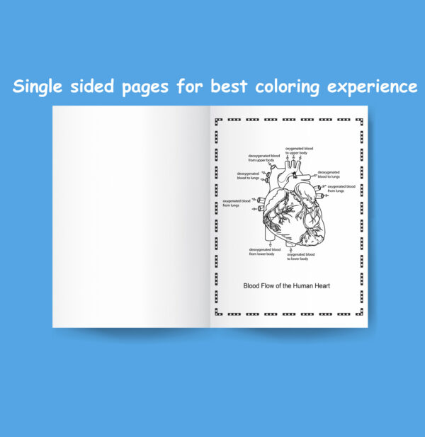 Printable Human Anatomy Coloring Book: Instructive guide for The human ...