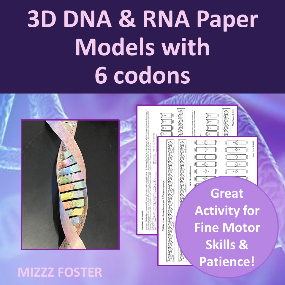 3D DNA and RNA Paper Model with 6 codons