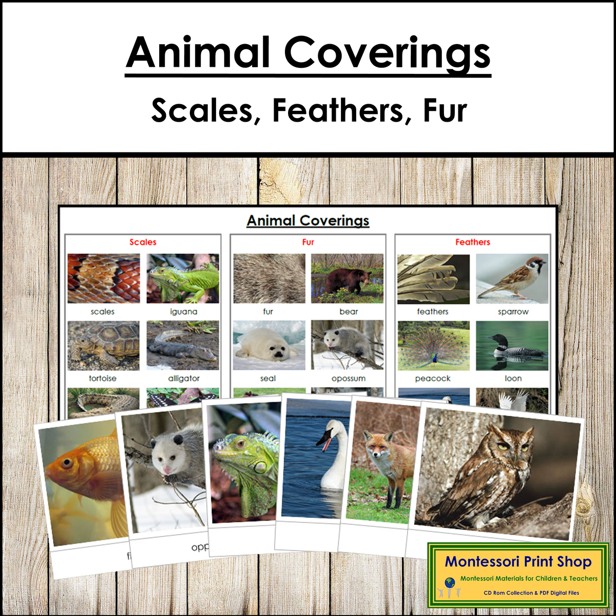 Animal Coverings (Scales, Feathers & Fur) - Sorting Cards & Control Chart