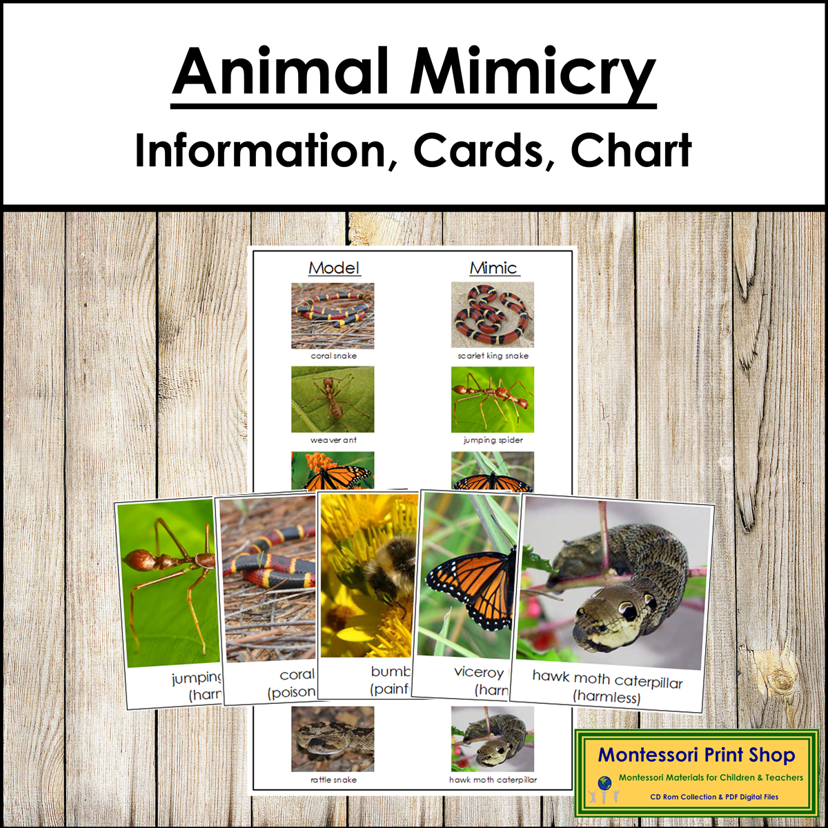 Animal Mimicry Sorting Cards & Control Chart - Animal Behavior/Zoology
