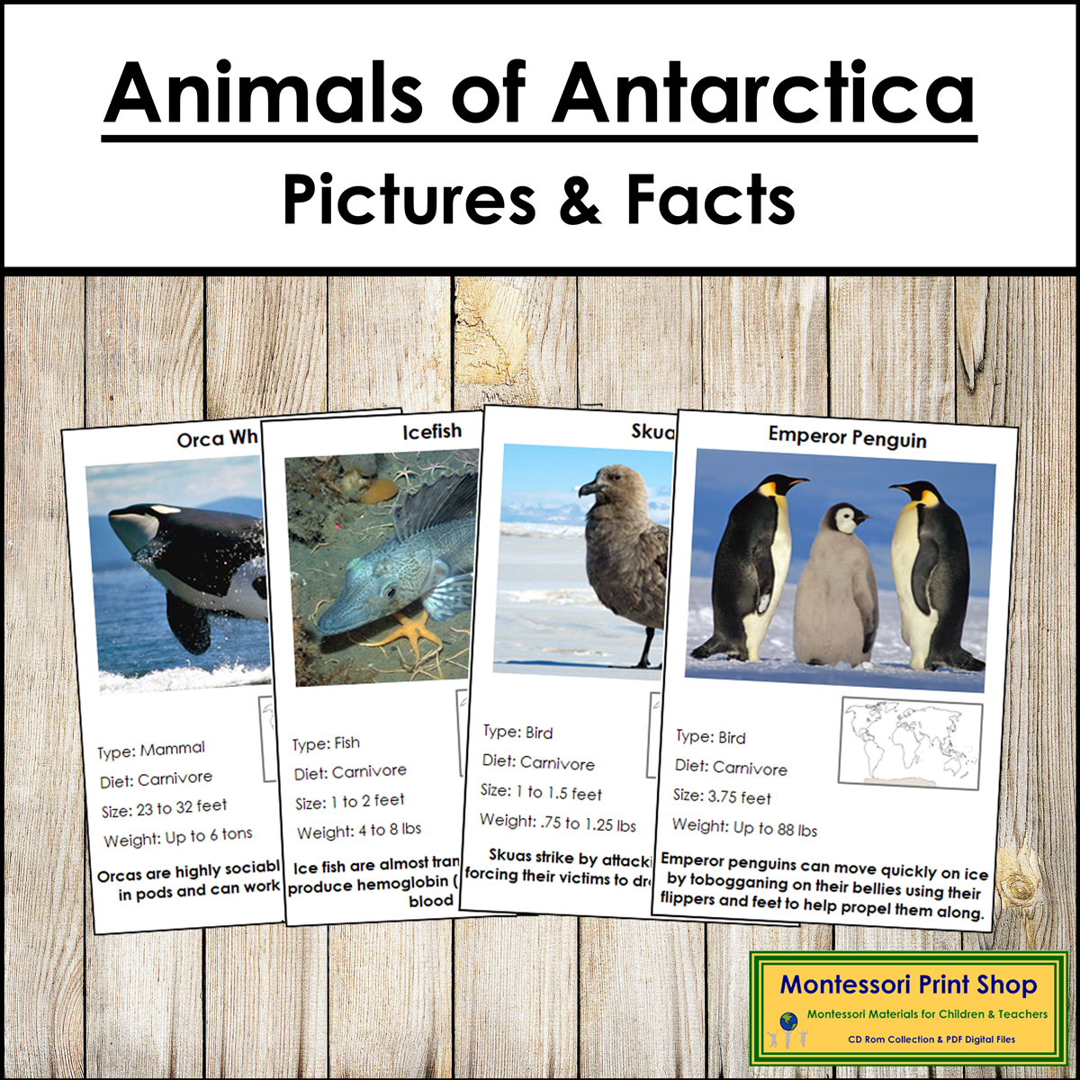 Animals of Antarctica Pictures & Facts (Montessori color-code)