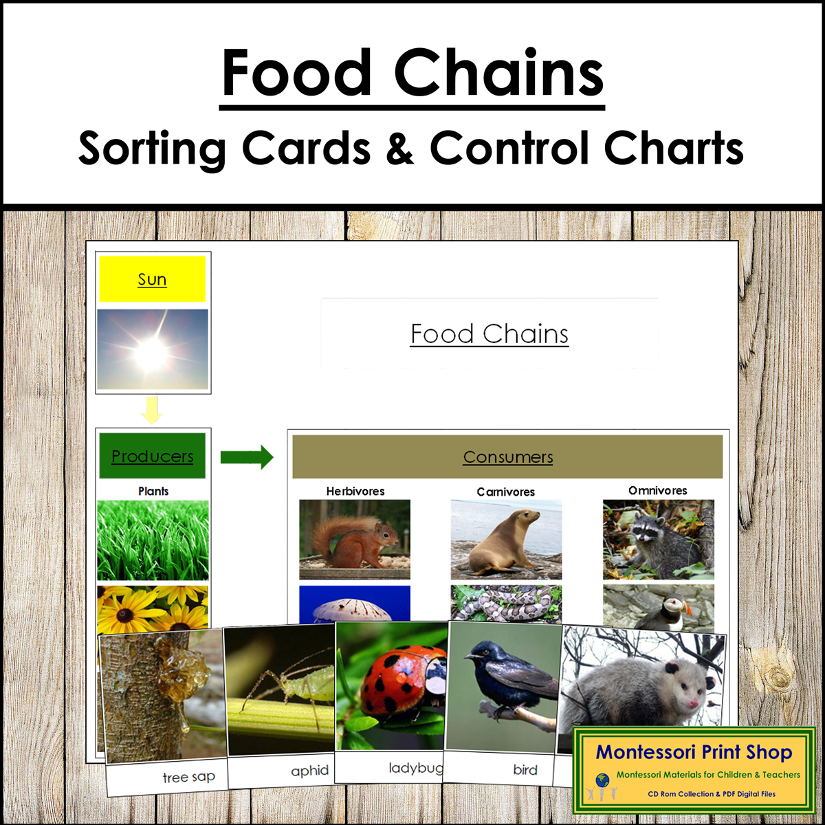 Food Chains Sorting Cards & Control Charts