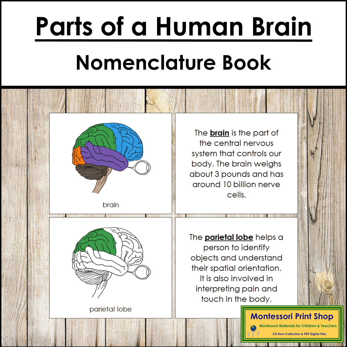 Parts of a Human Brain Book - Montessori Nomenclature